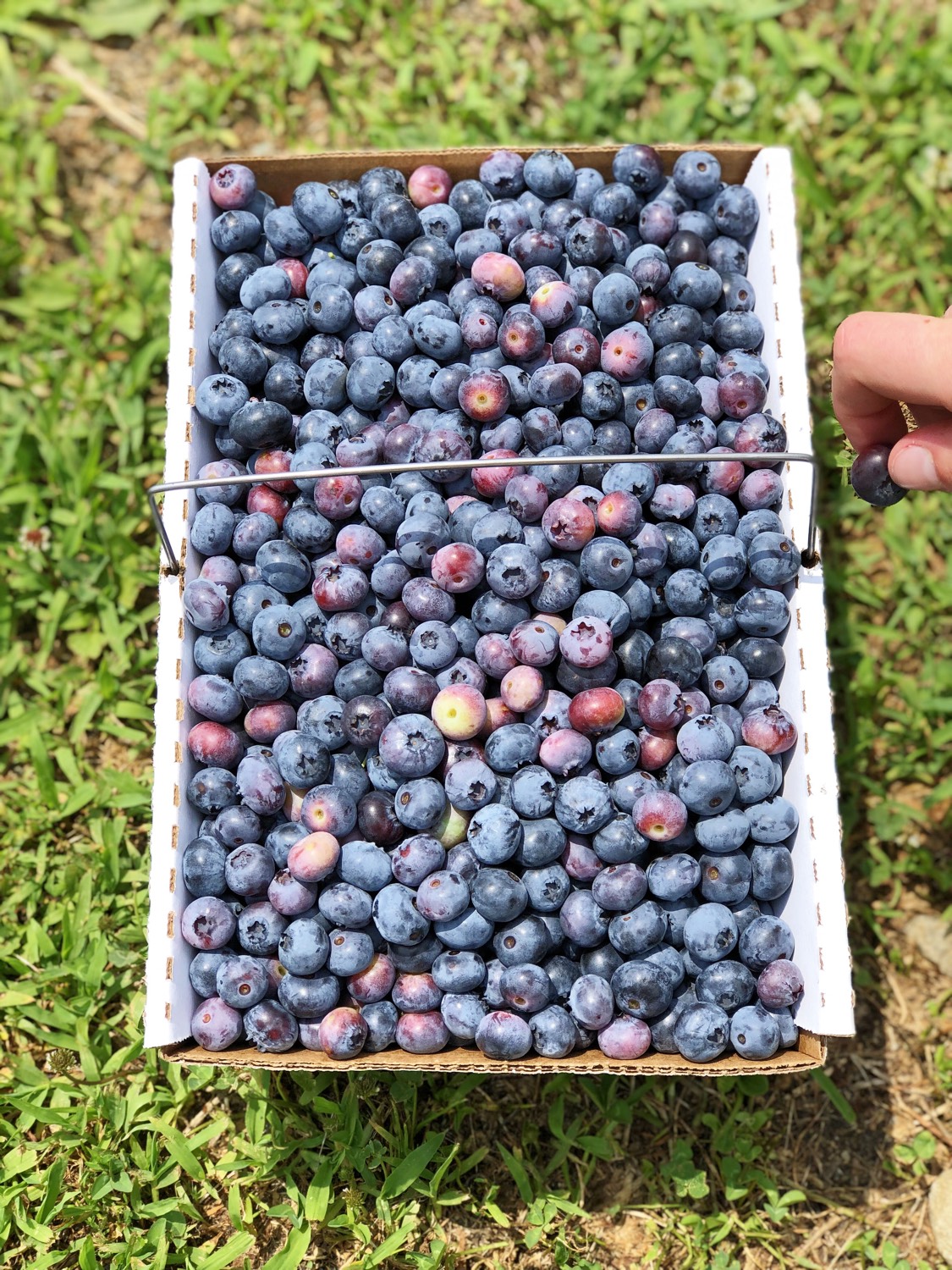 Homemade Fruit Pop Tarts from Weelicious.com