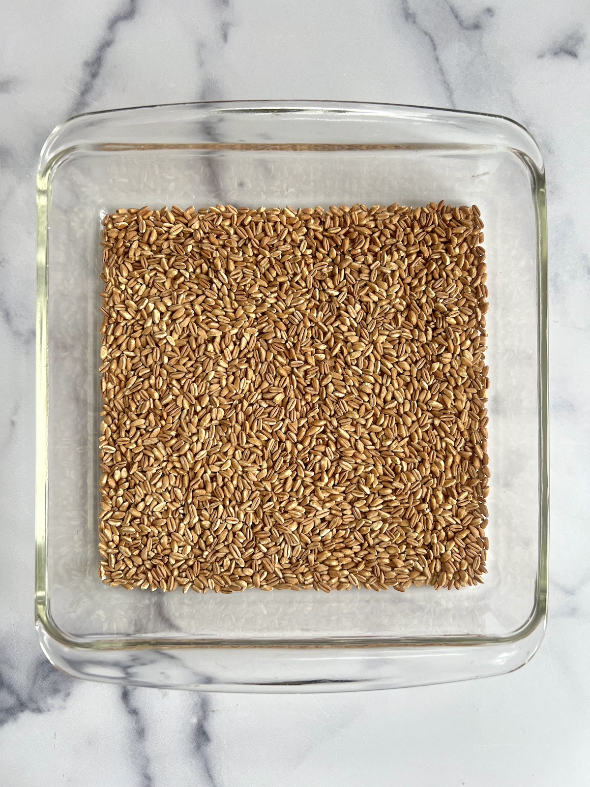 Toasted farro in a baking dish.